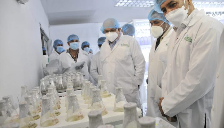 Agricultura trabaja en desarrollo de plántulas de ajo;